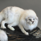 Image for article titled Welcome to the Future Zoo, Home to a Menagerie of Creepy Mutants